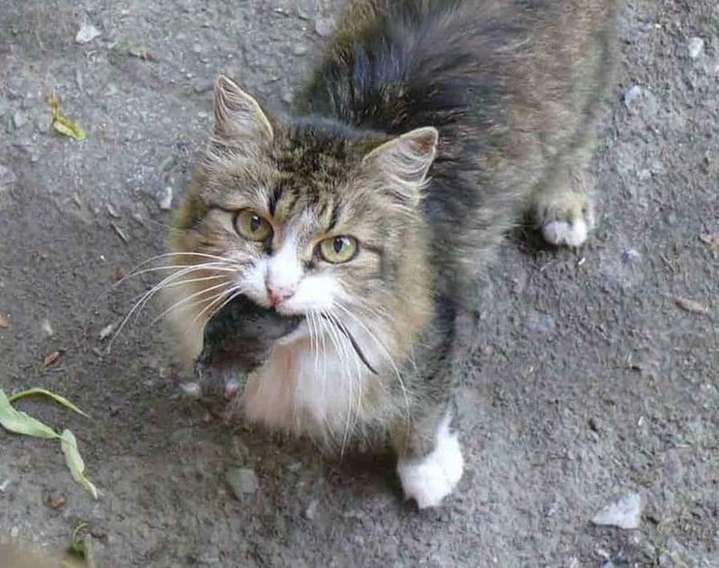 My Cat Just Gifted Me a Dead Lizard
