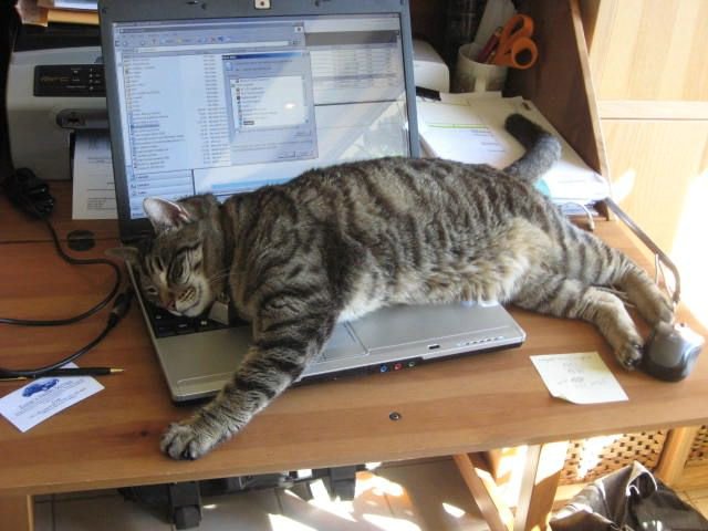 My Cat’s Chaos Turned My Day Around