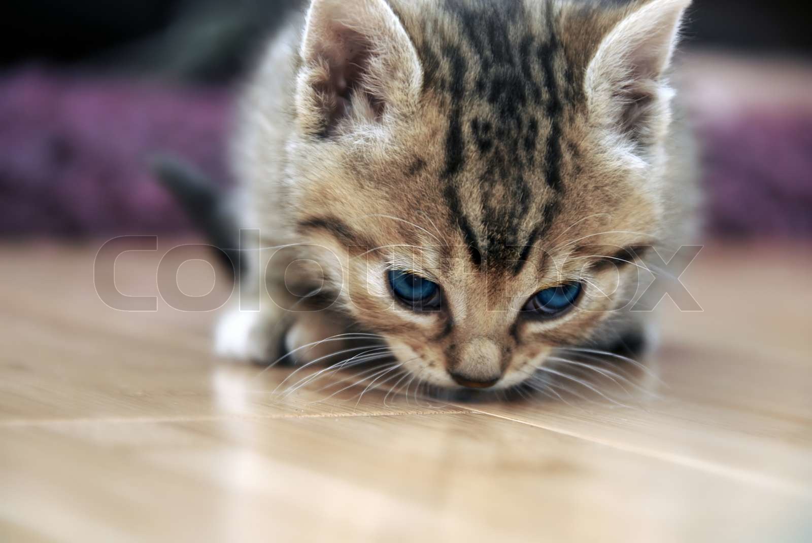 My Cat’s Floor-Sniffing Obsession: Send Help