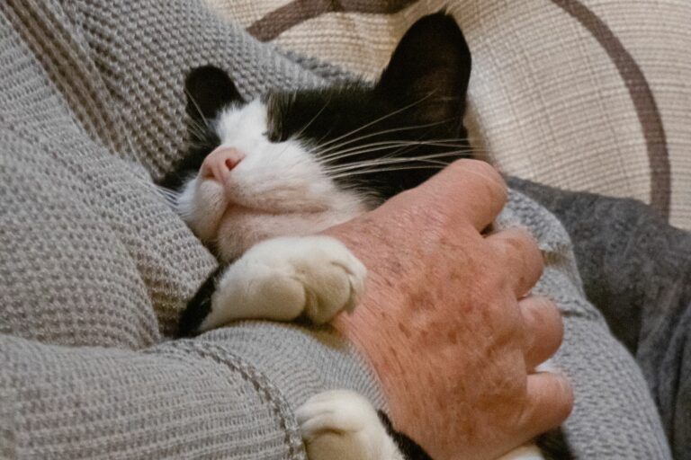 How My Cat Became My Night Nurse