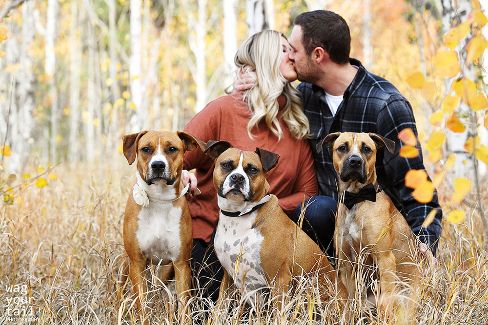 Our Pets Nailed the Family Photo Challenge