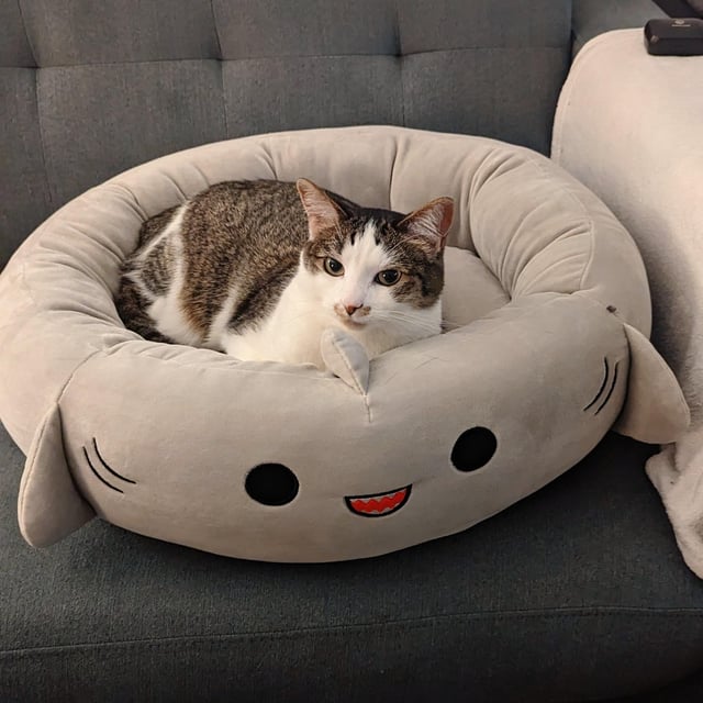 My Cat’s Reaction to Her First Real Bed