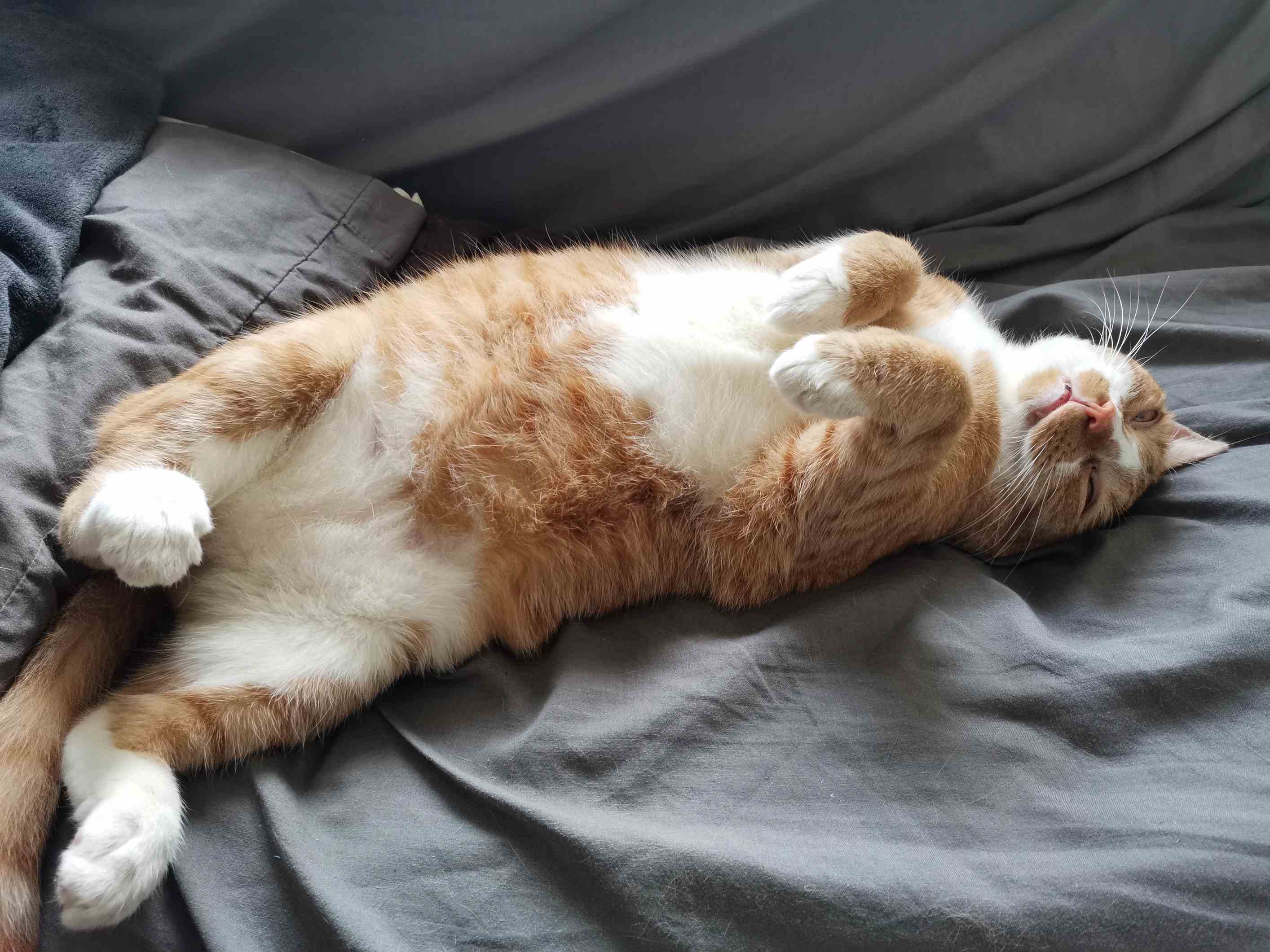 Why Does My Cat Sleep Like a Pretzel?