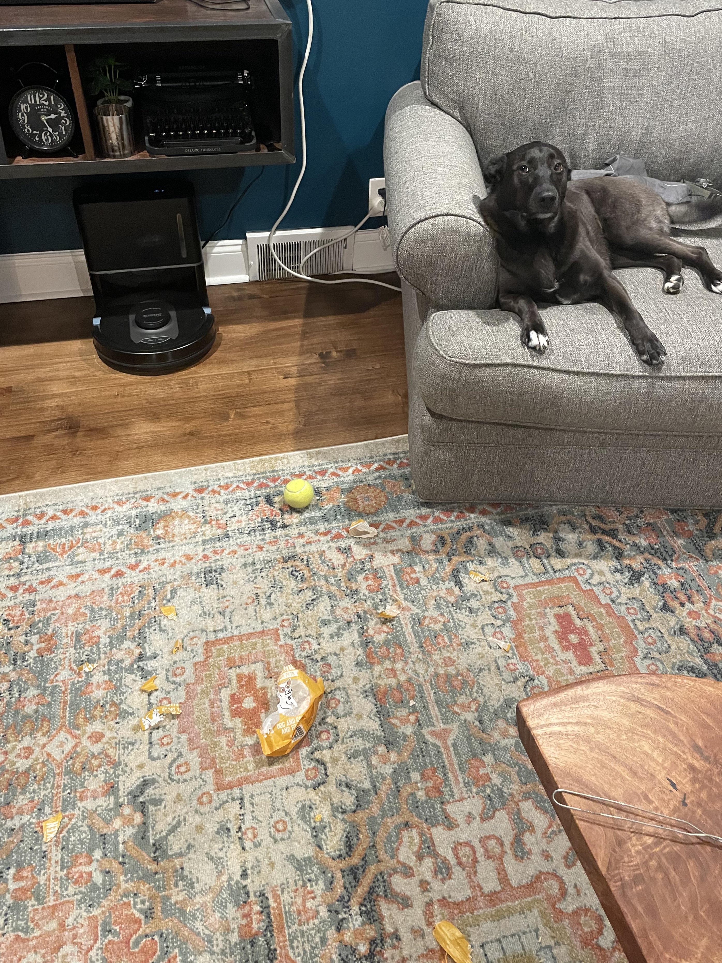 Caught Red-Pawed: Who Chewed My Shoes?