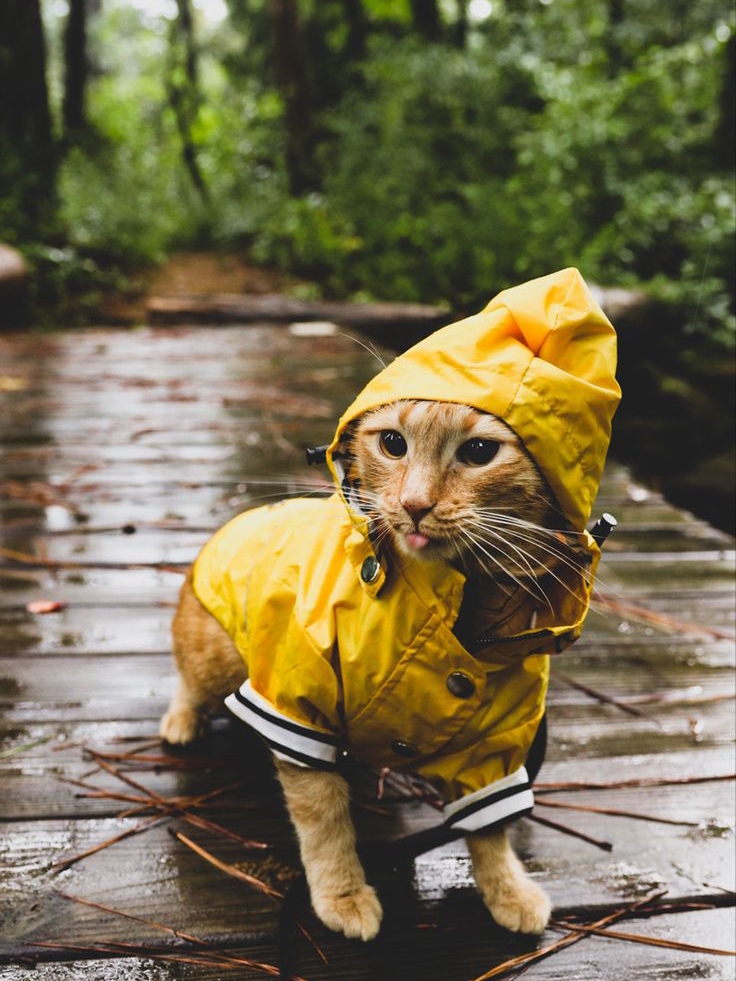 My Cat Hates His Rain Boots (But I Love Them)