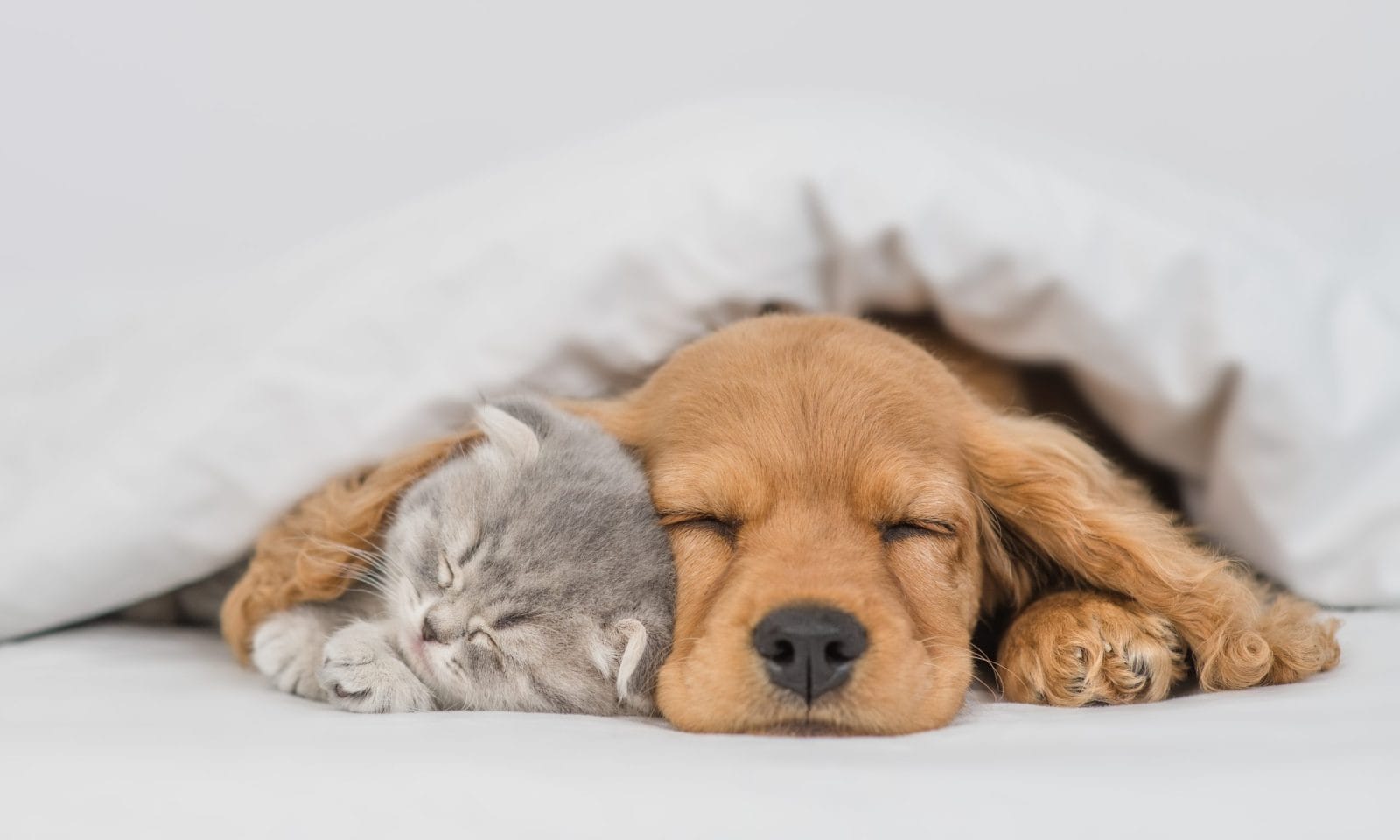 Why Pick Sides? Cats & Dogs Both Deserve Love