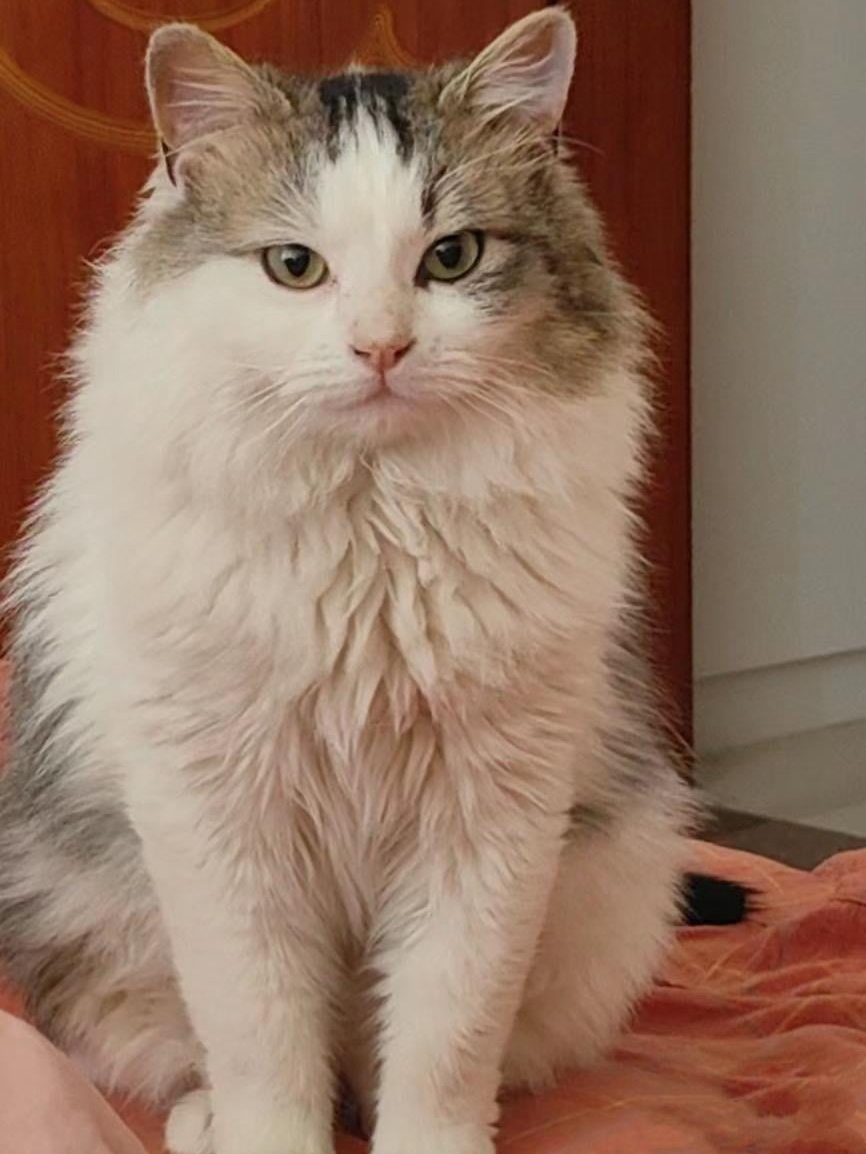 365 Days of Cat Hair & Happiness