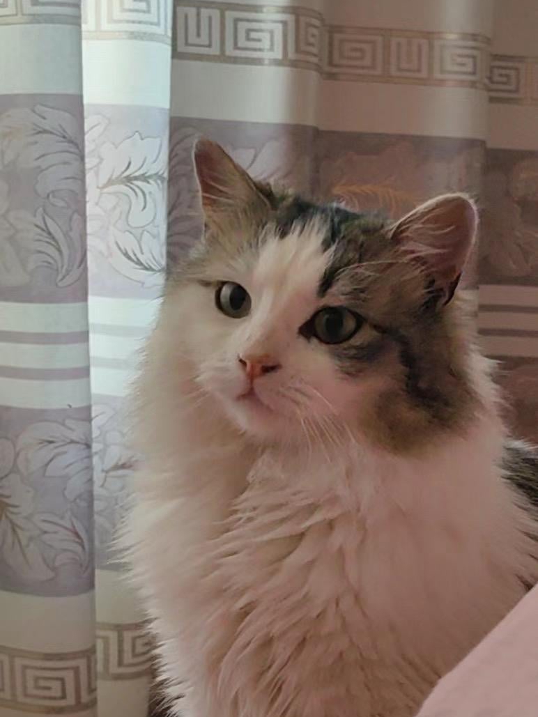 365 Days of Cat Hair & Happiness