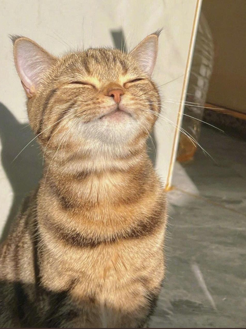 My Cat Thinks Sunbeams Are His Throne