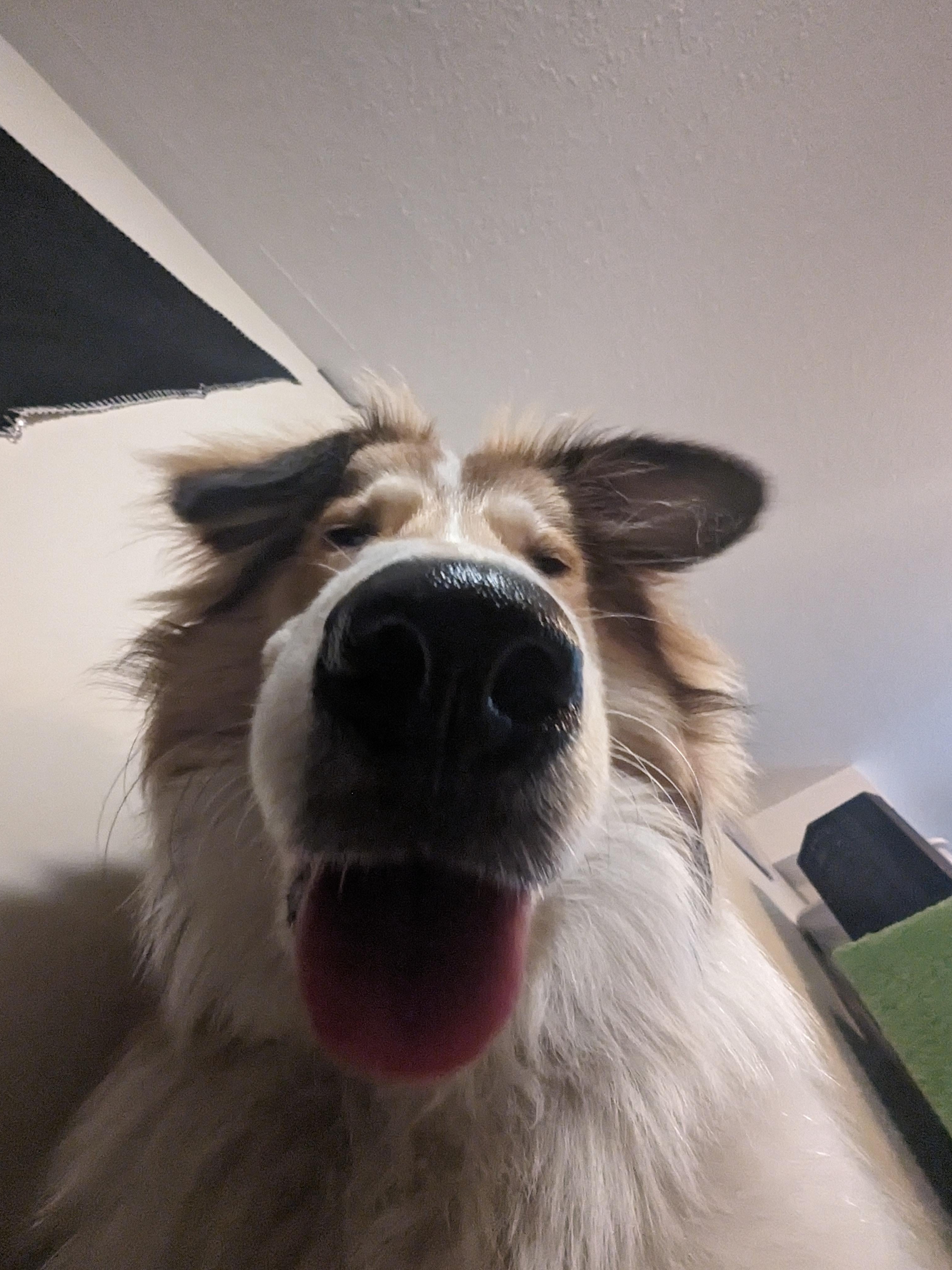 Show Me Pets That Deserve a Boop!