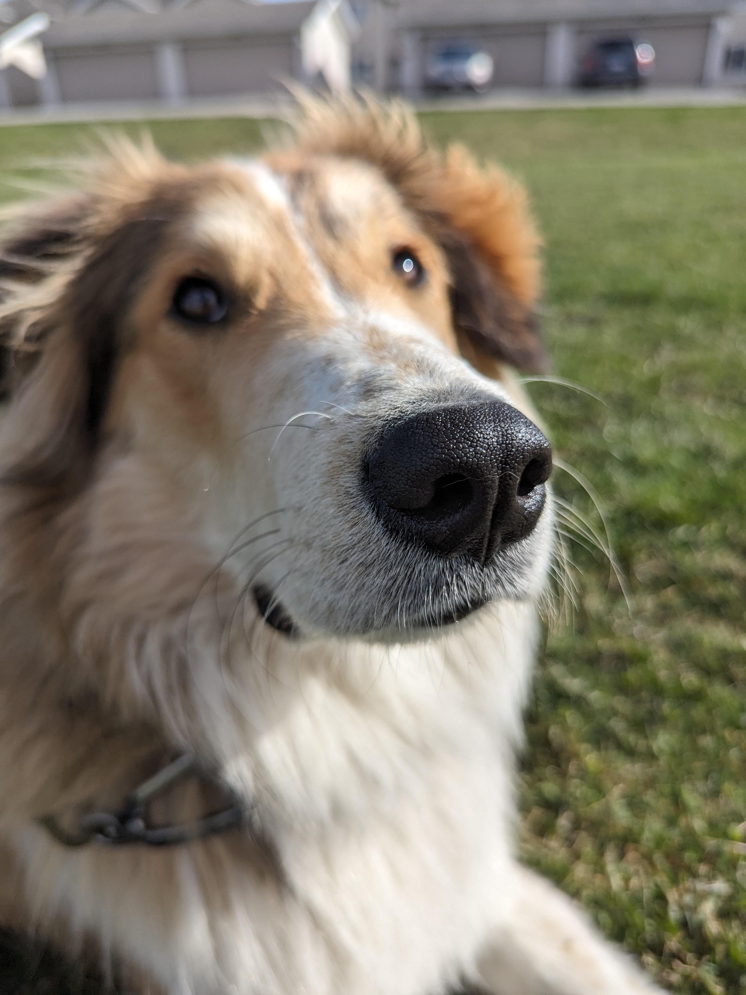 Show Me Pets That Deserve a Boop!
