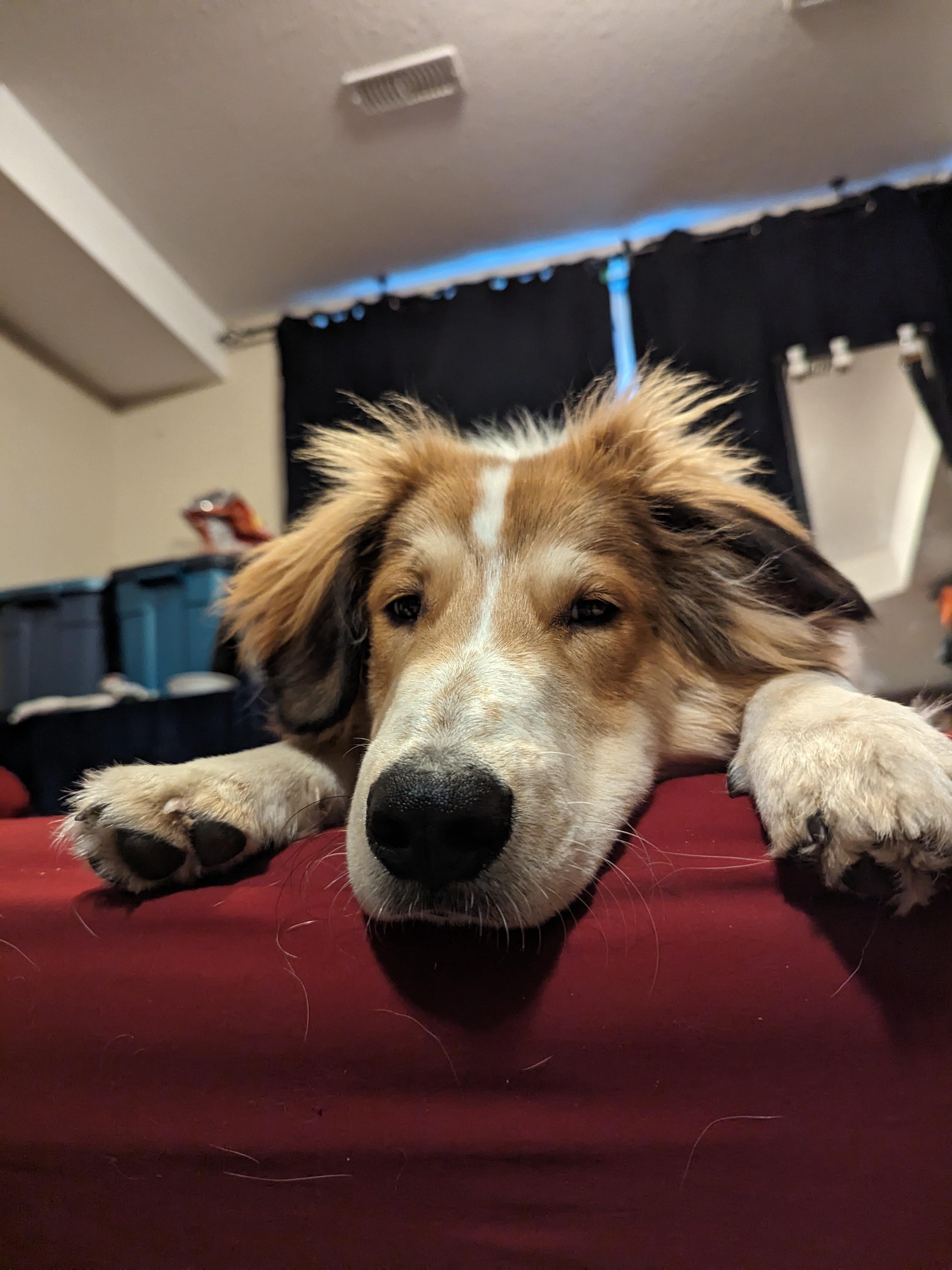 Show Me Pets That Deserve a Boop!