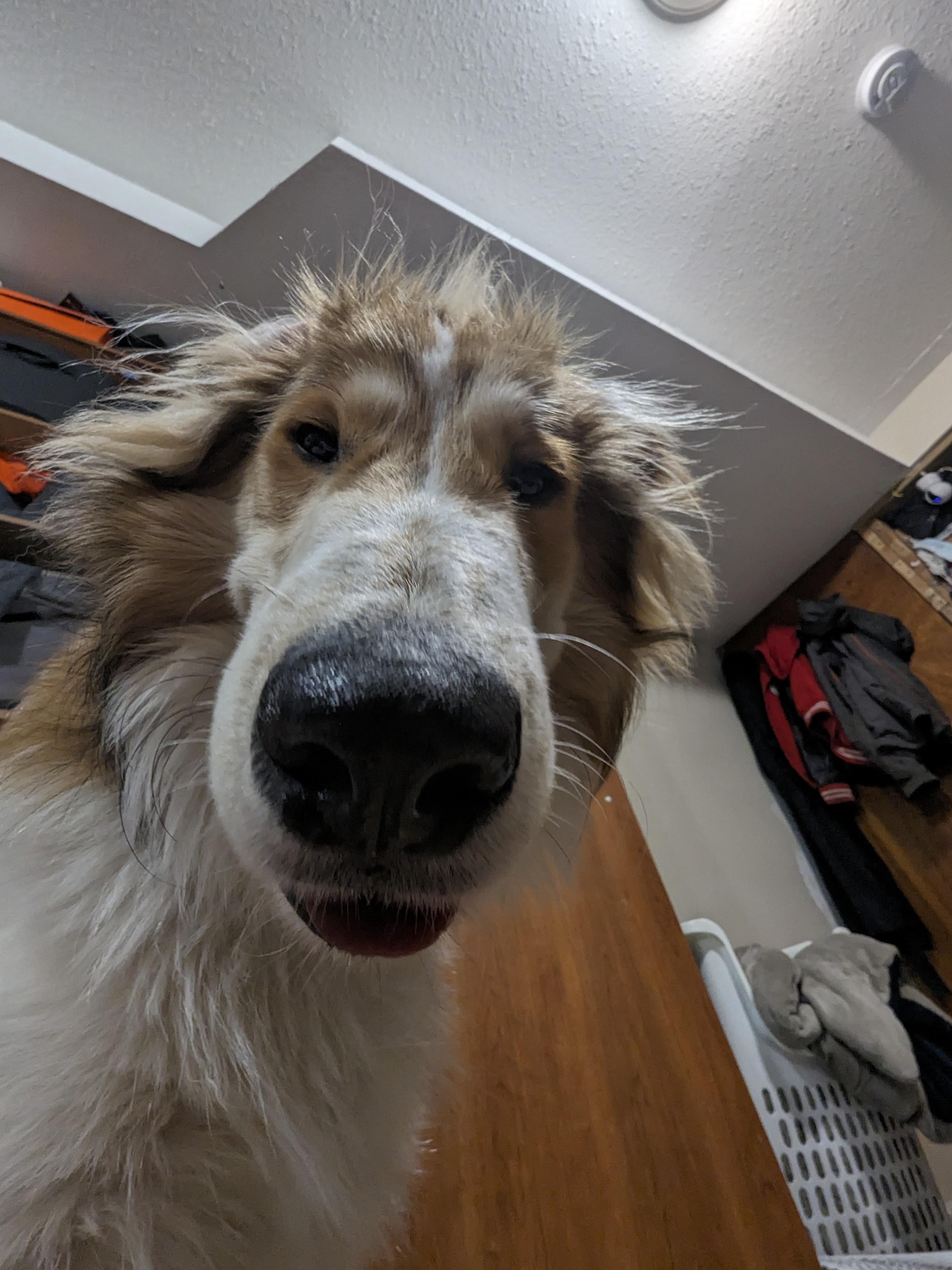 Show Me Pets That Deserve a Boop!