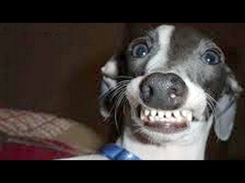 Pets Caught in Their Most Ridiculous Moments