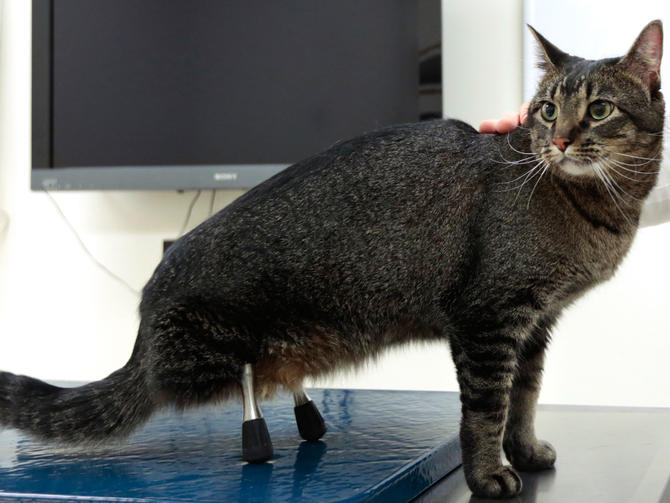 My Cat Refused to Give Up—And Taught Me How to Walk Again