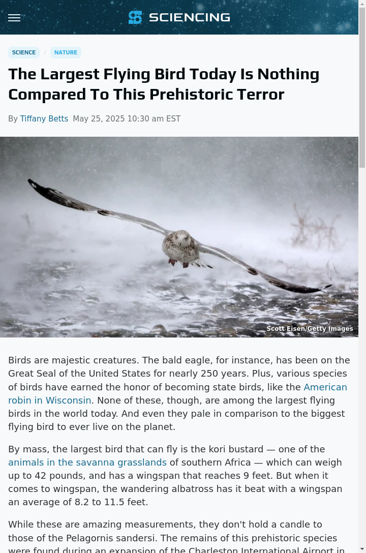 This Bird Makes Eagles Look Tiny