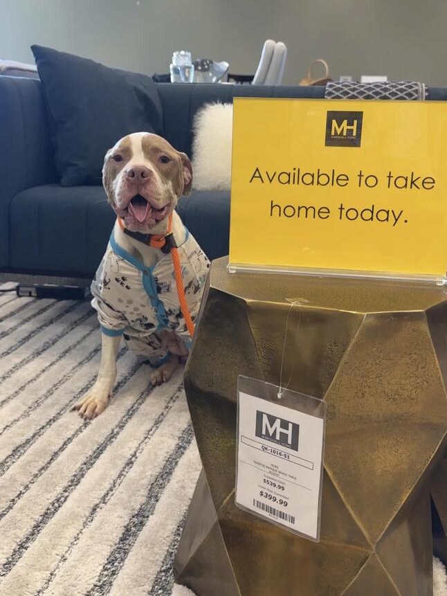 Highway Pup’s Rescue Will Melt Your Heart