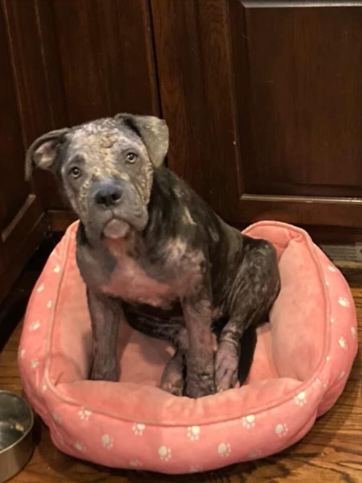 Meet Gritty: The Comeback Pup