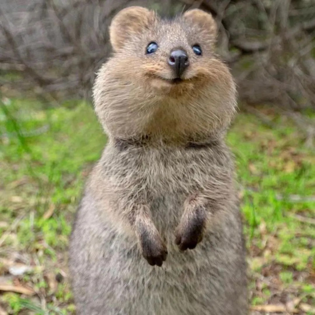 The happiest animal in the world - Quokka