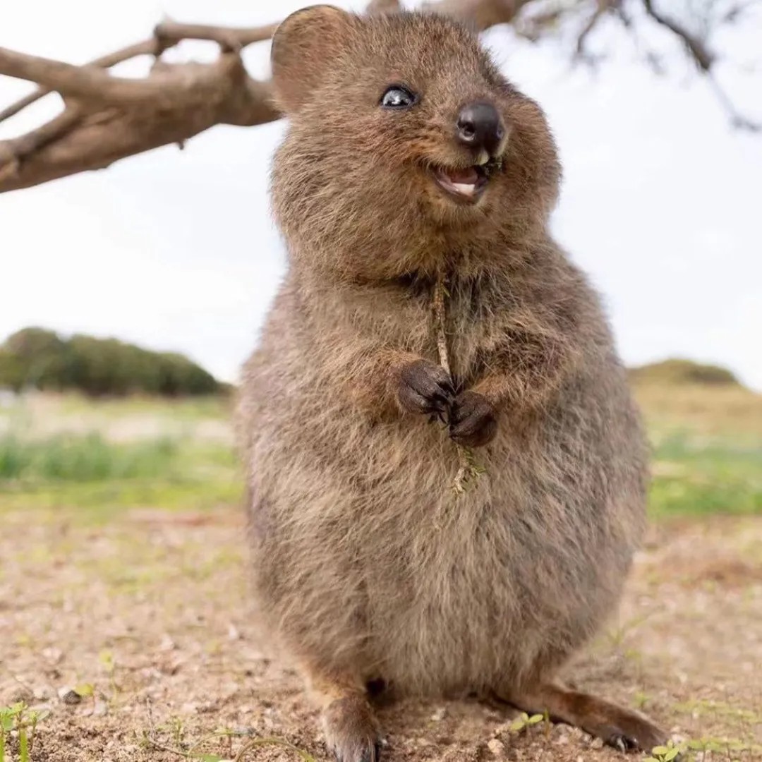 The happiest animal in the world - Quokka