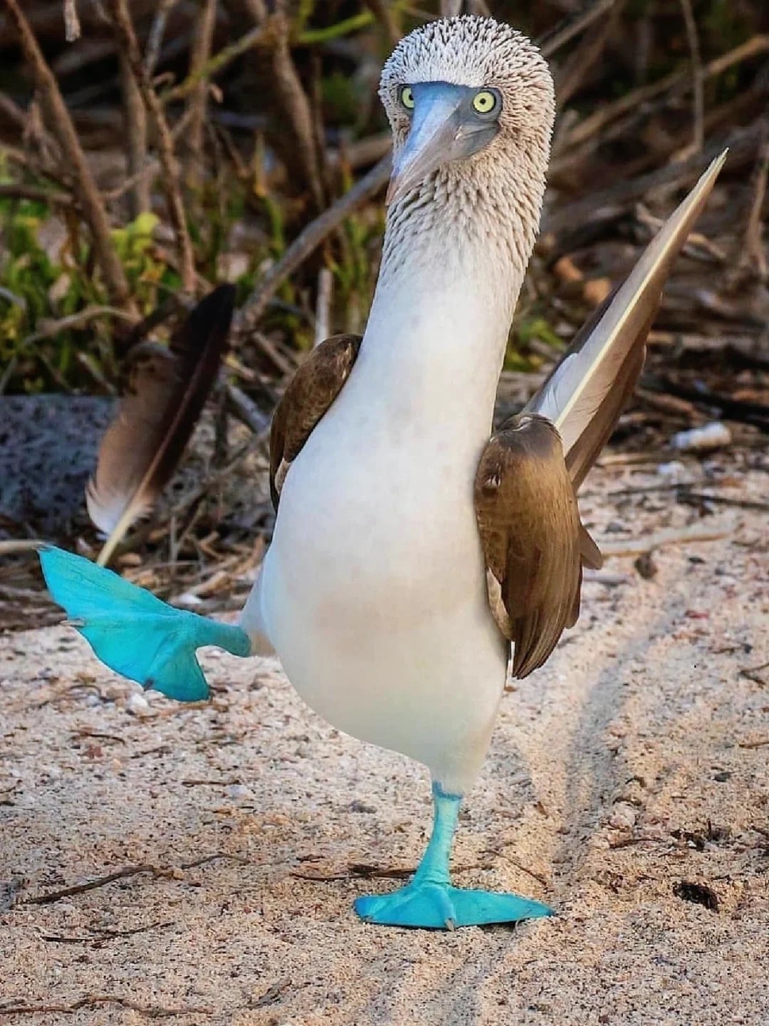 Blue-footed booby |Get to know a wonderful animal every day