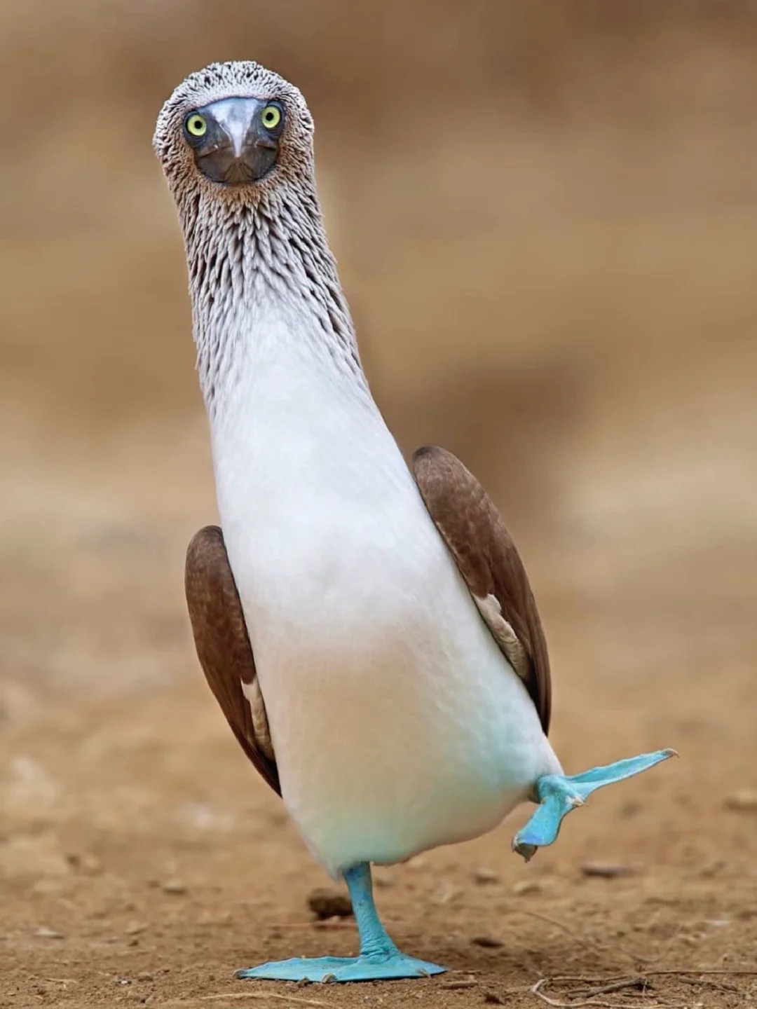 Blue-footed booby |Get to know a wonderful animal every day