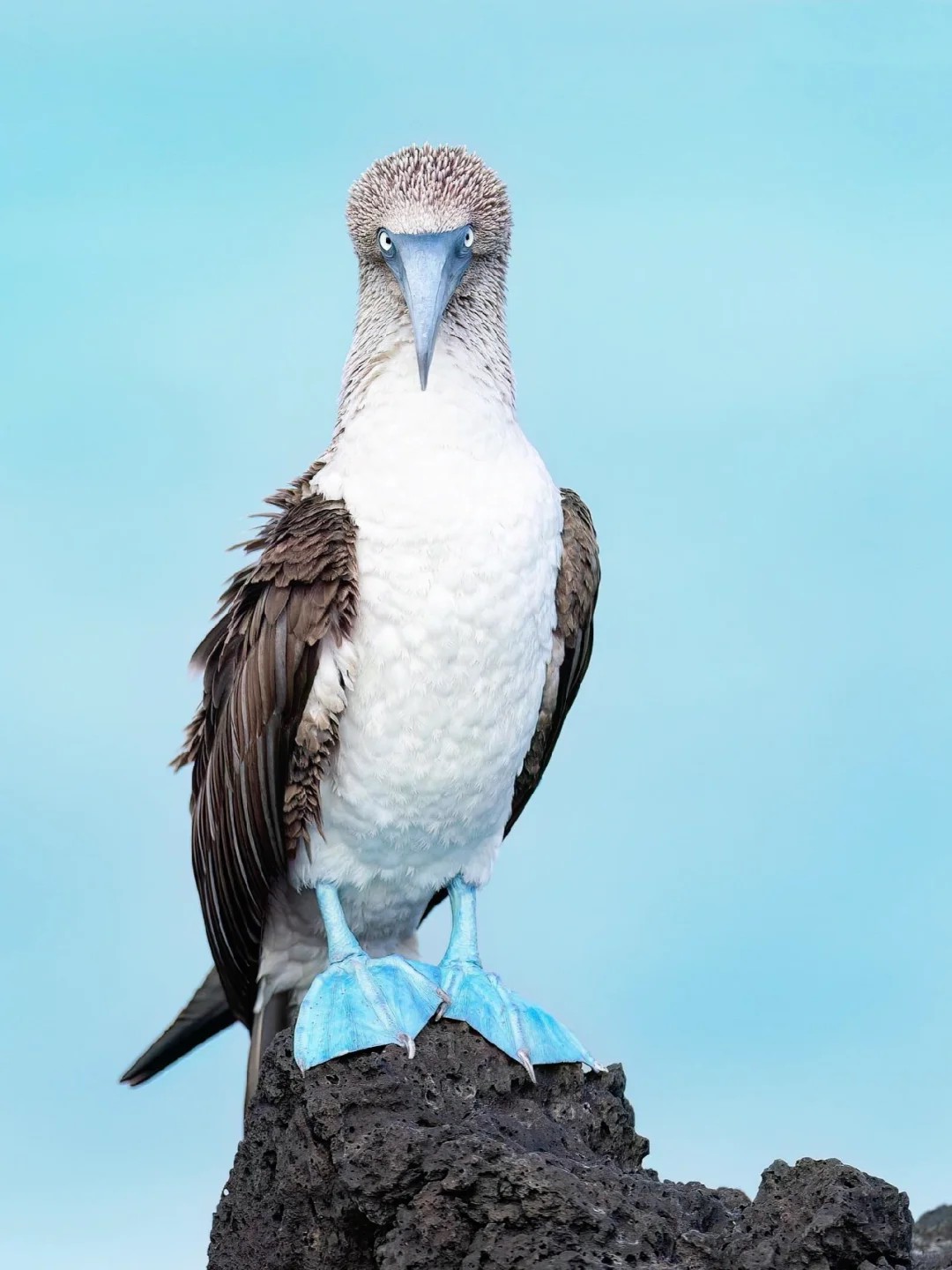Blue-footed booby |Get to know a wonderful animal every day