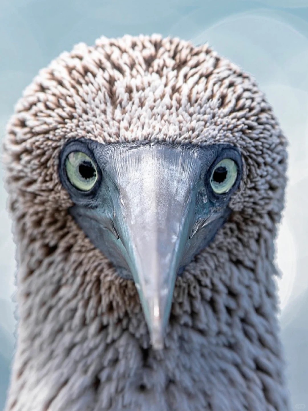 Blue-footed booby |Get to know a wonderful animal every day