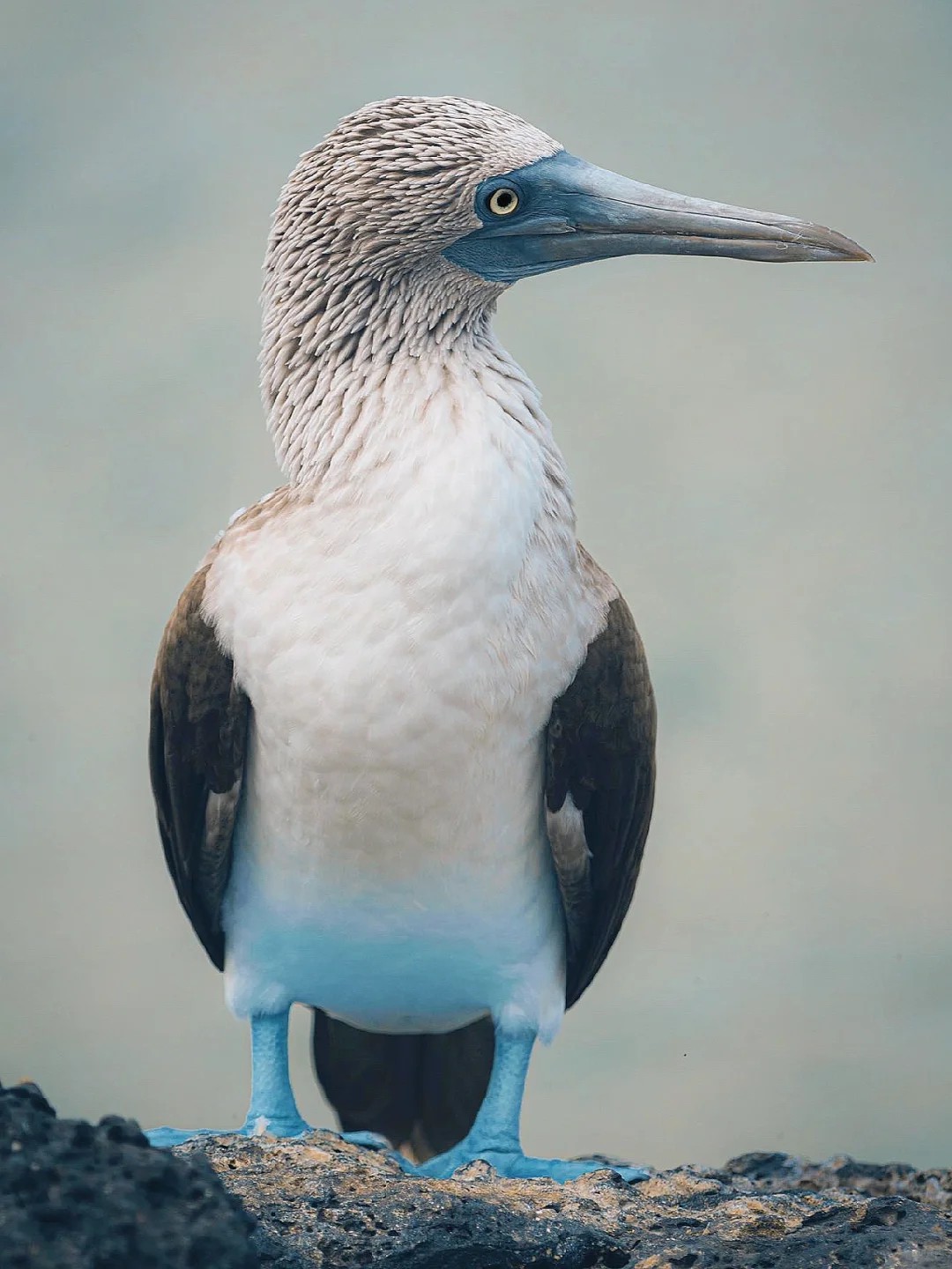 Blue-footed booby |Get to know a wonderful animal every day