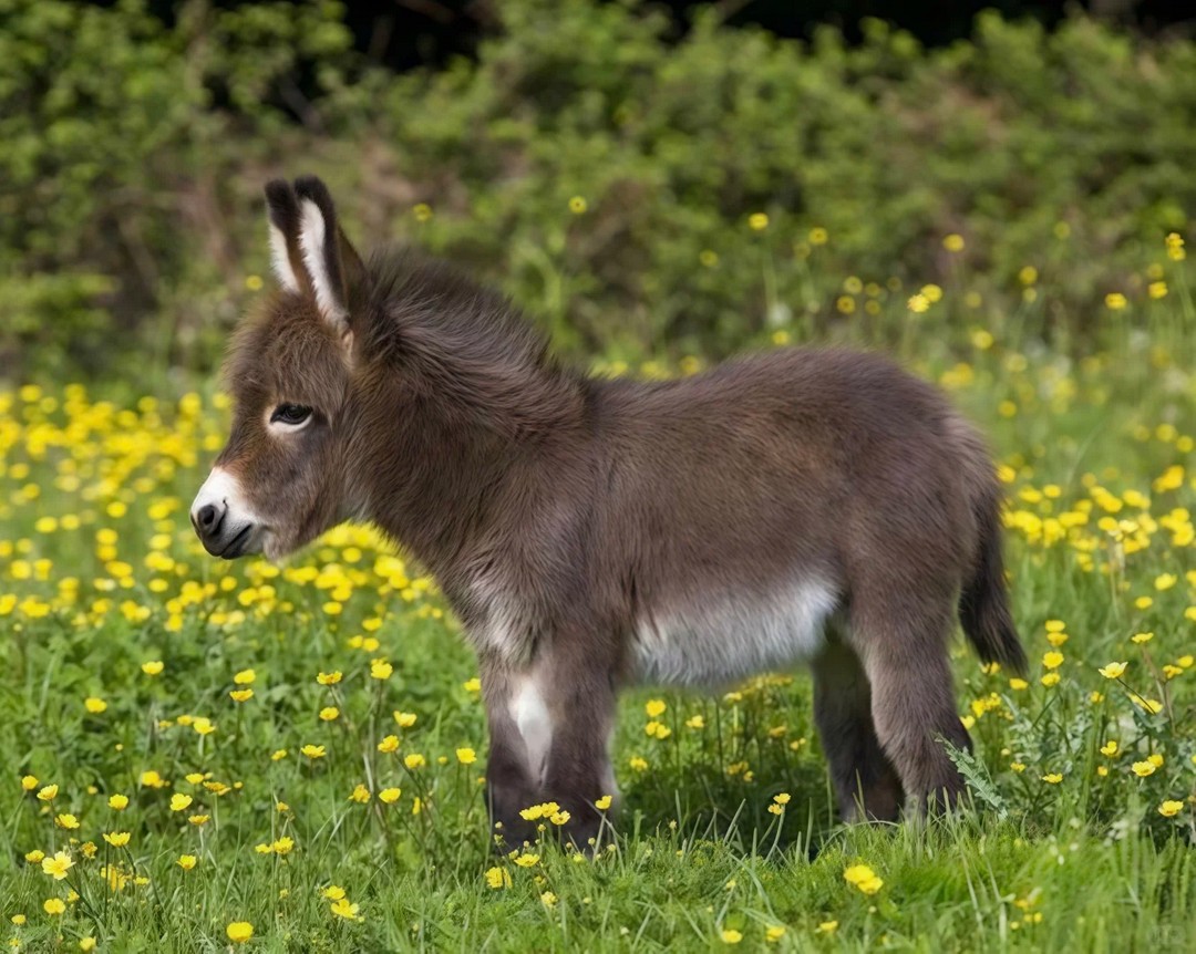 The baby donkey is so cute