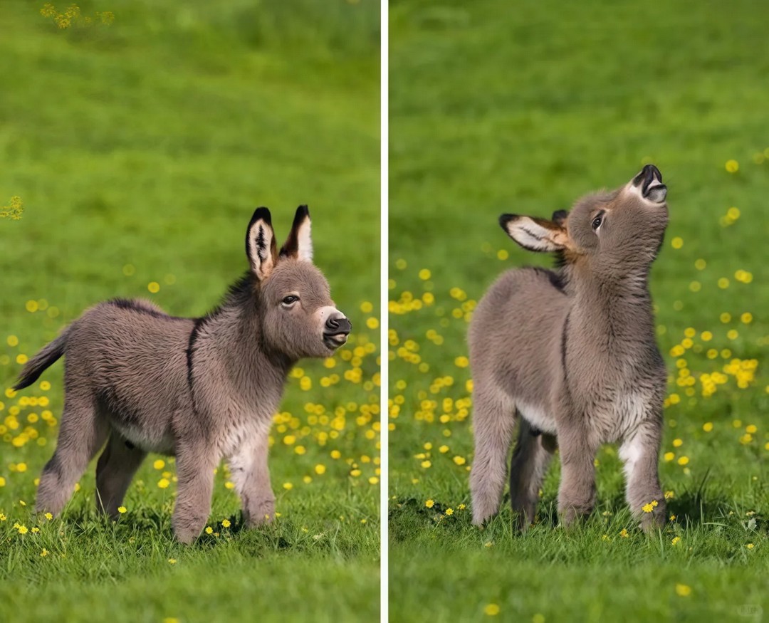 The baby donkey is so cute