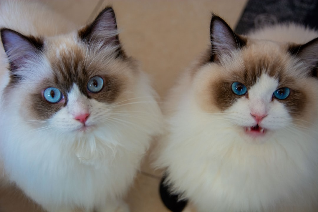 🌟【Pets are spiritual mentors】 -01