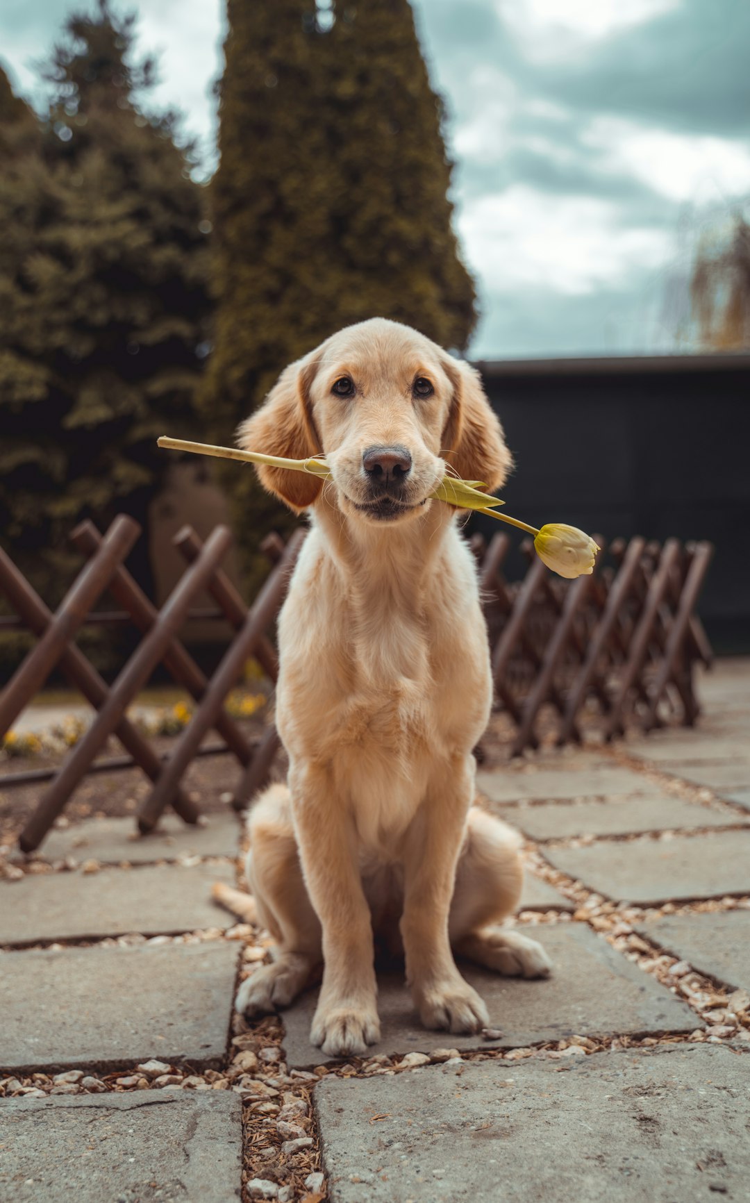 🌟【Pets are spiritual mentors】 -01