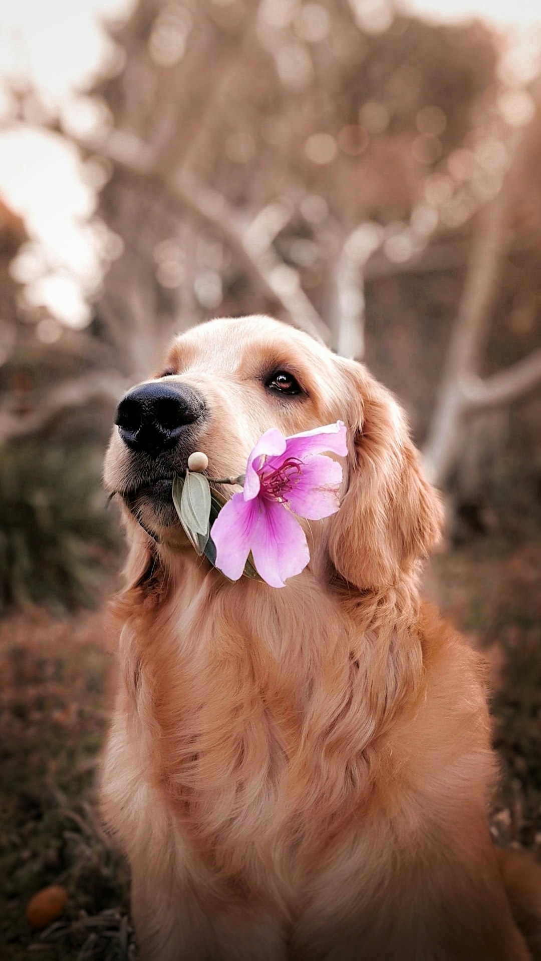 🌟【Pets are spiritual mentors】 -02