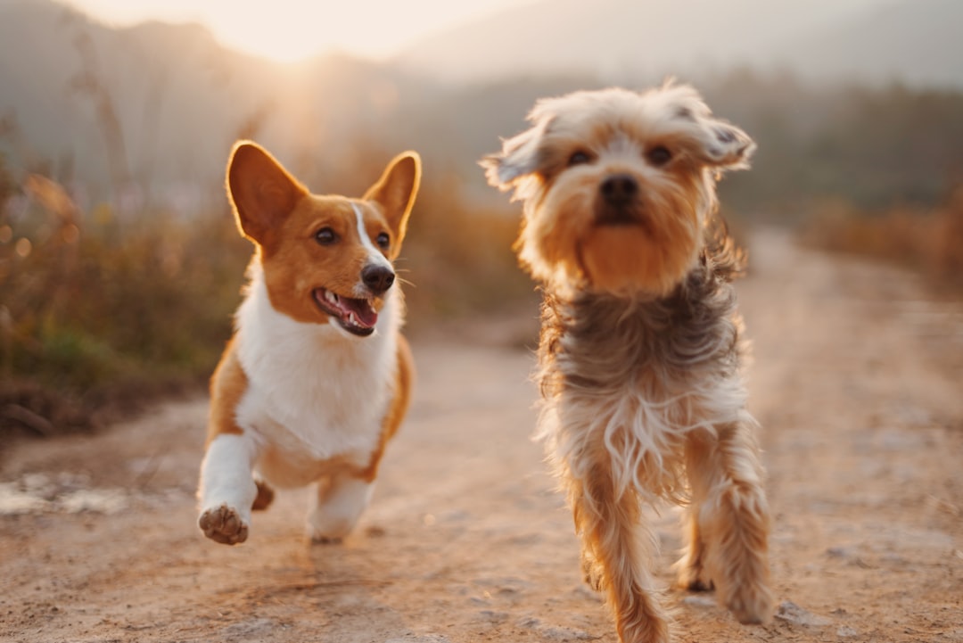 🌟【Pets are spiritual mentors】 -03