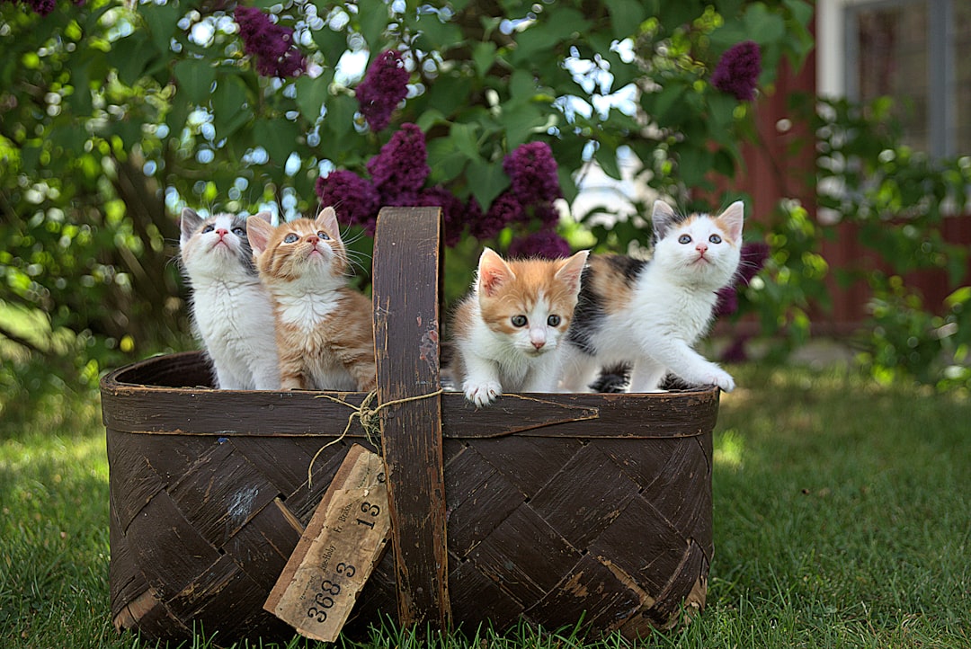 🌟【Pets are spiritual mentors】 -03