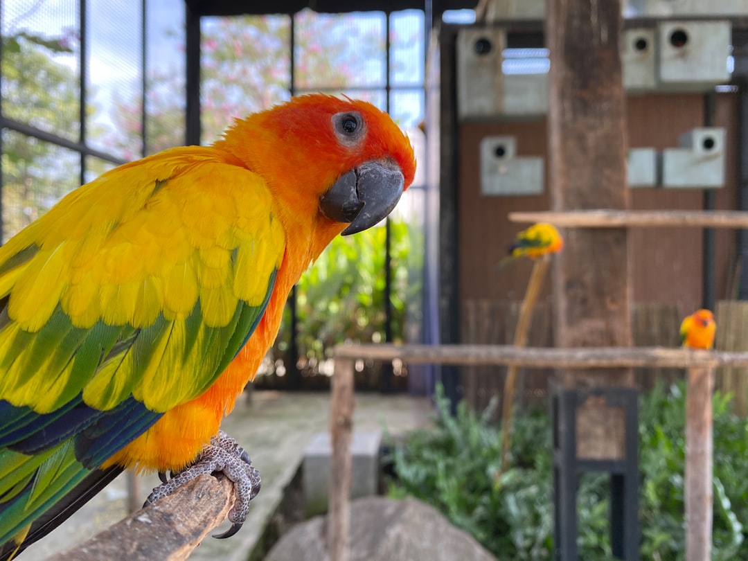 Chinese medicine: These pets, not just companions ~ bring you good luck
