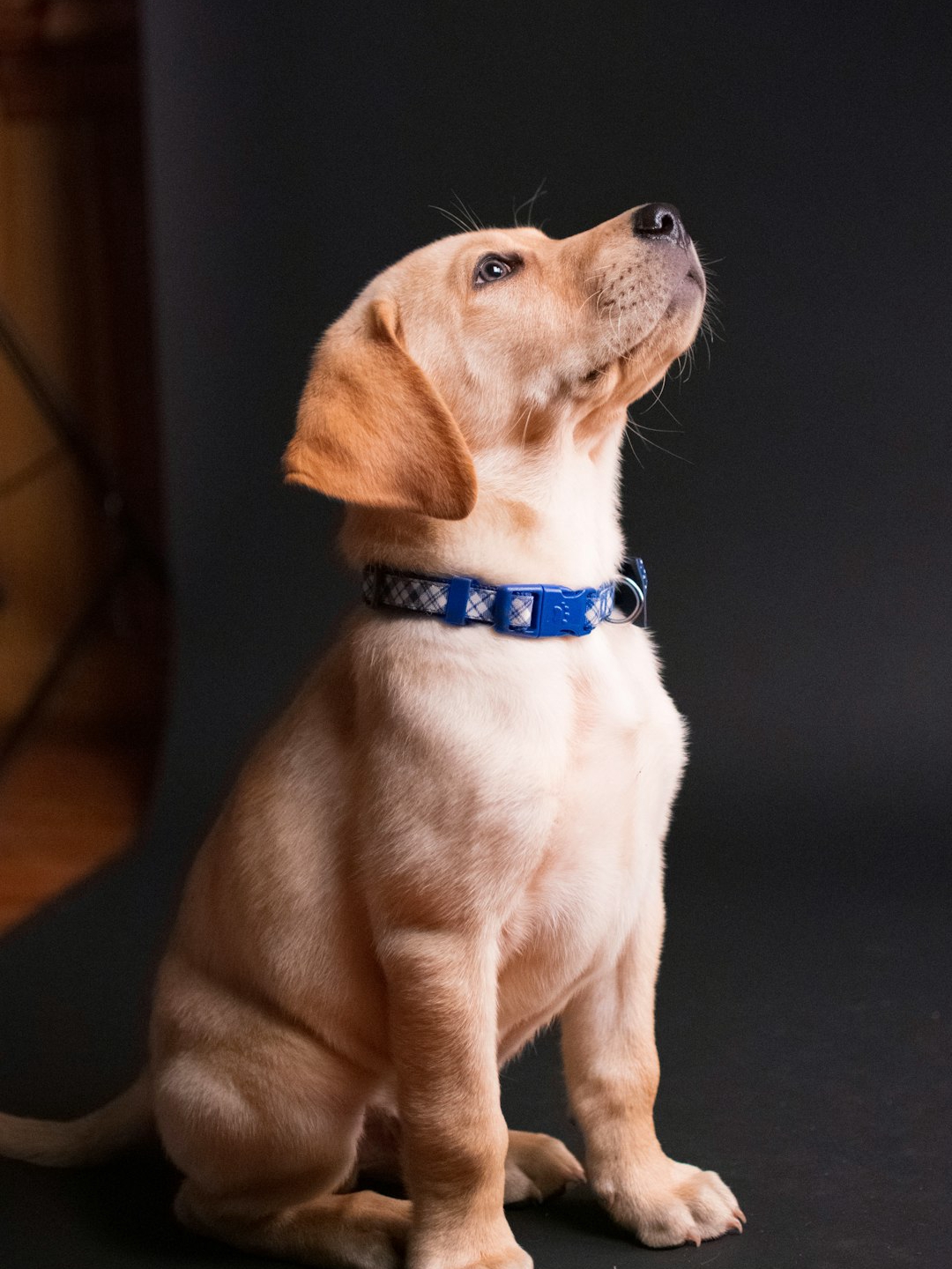 Chinese medicine: These pets, not just companions ~ bring you good luck