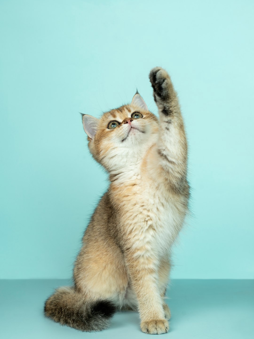 Chinese medicine: These pets, not just companions ~ bring you good luck