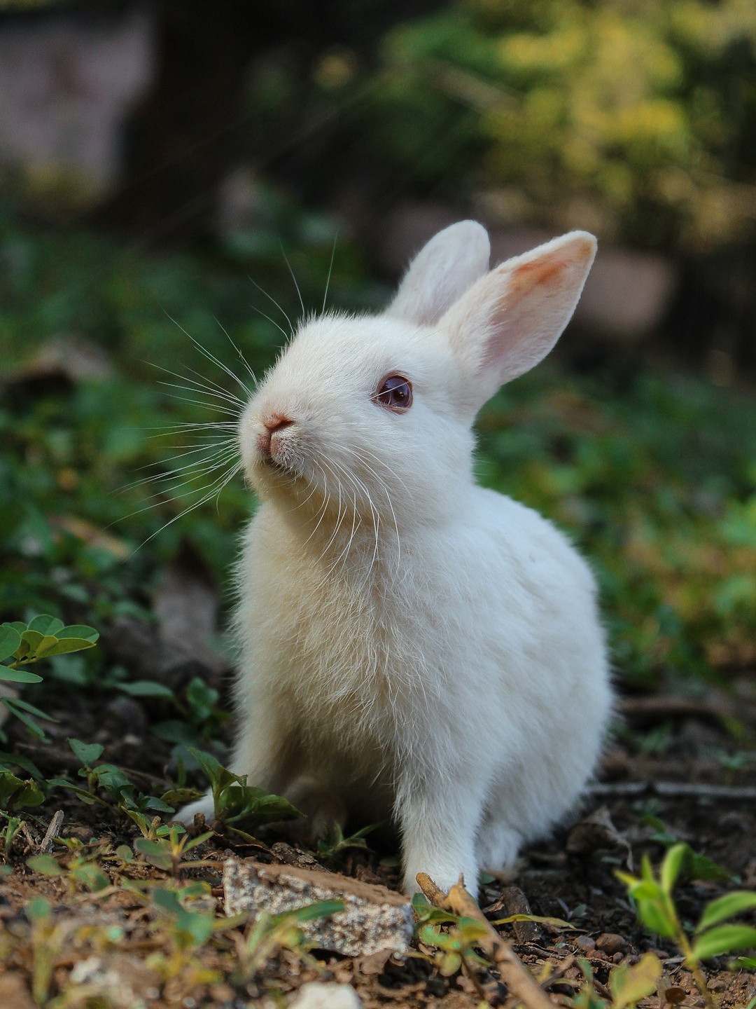 Chinese medicine: These pets, not just companions ~ bring you good luck