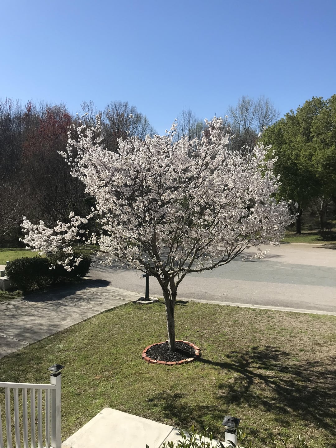 cherry trees: old family roots vs. new gardening trends