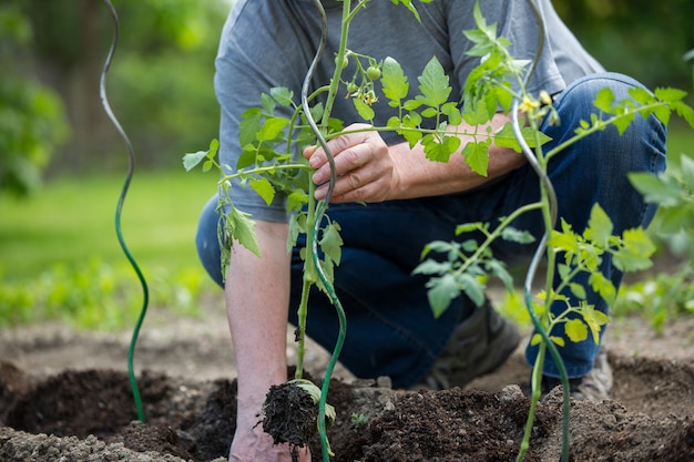 grandpa’s tomato jungle: old roots, new rules