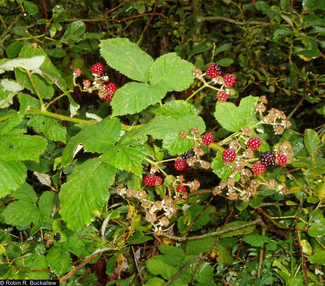 first blackberry harvest: old roots, new ways