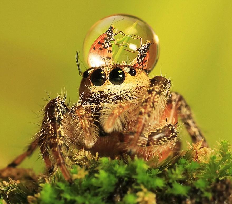 are garden spiders friends or foes in our backyards?