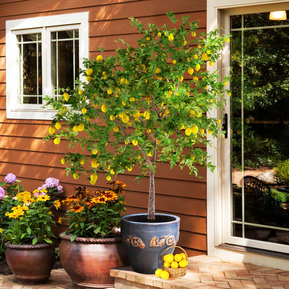 my mother-in-law’s lemon tree: old roots, new fruit