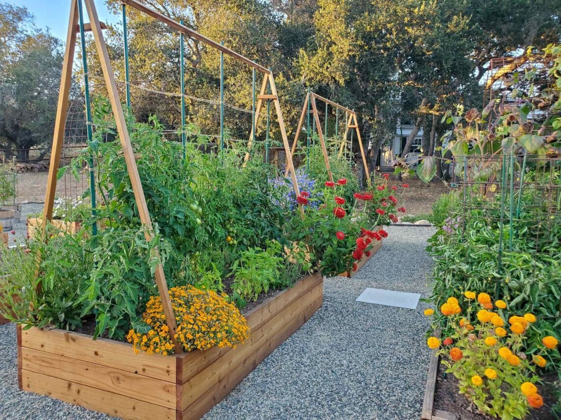 tomato harvest: tradition meets modern chaos in my backyard