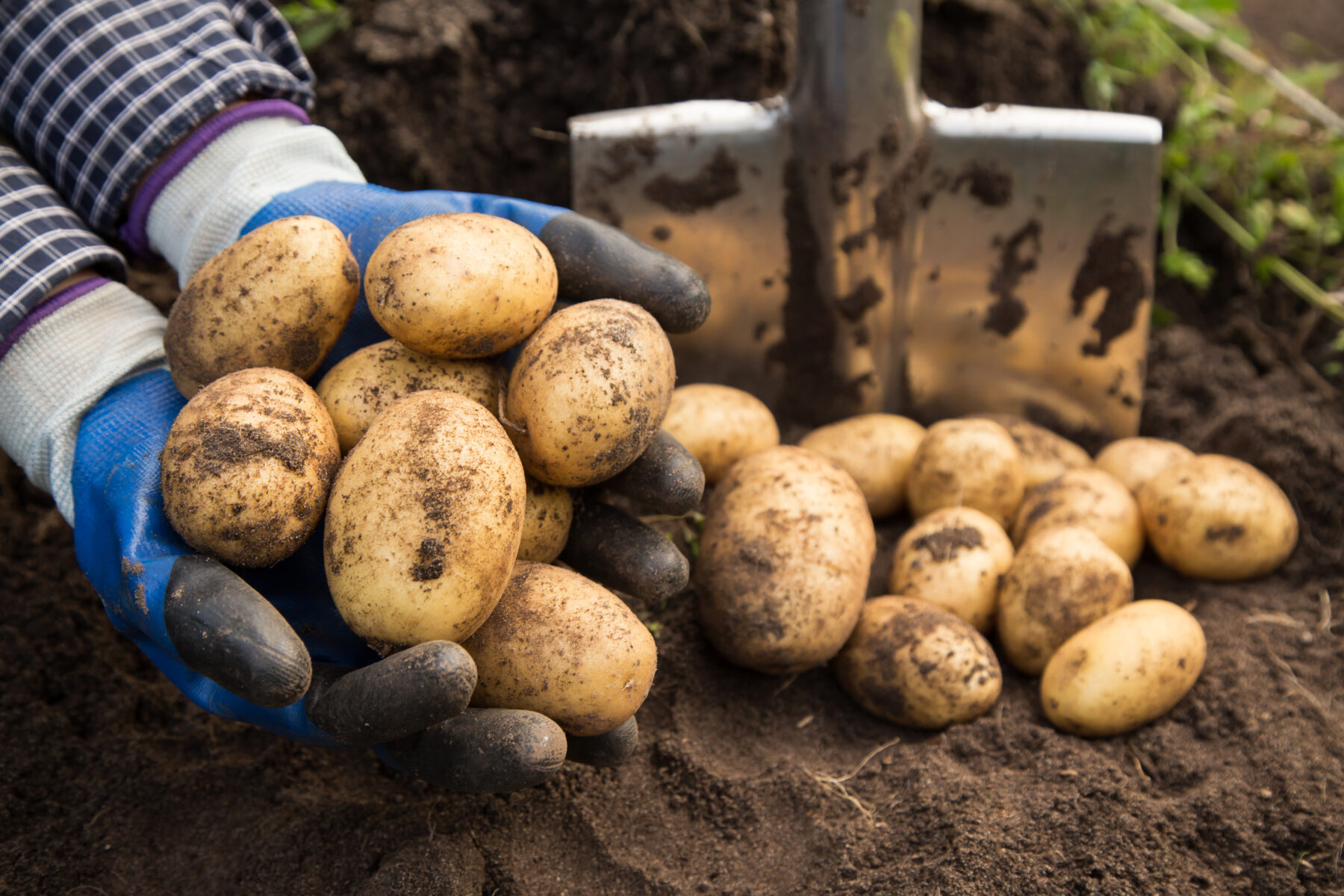 potatoes, memories, and the north dakota soil