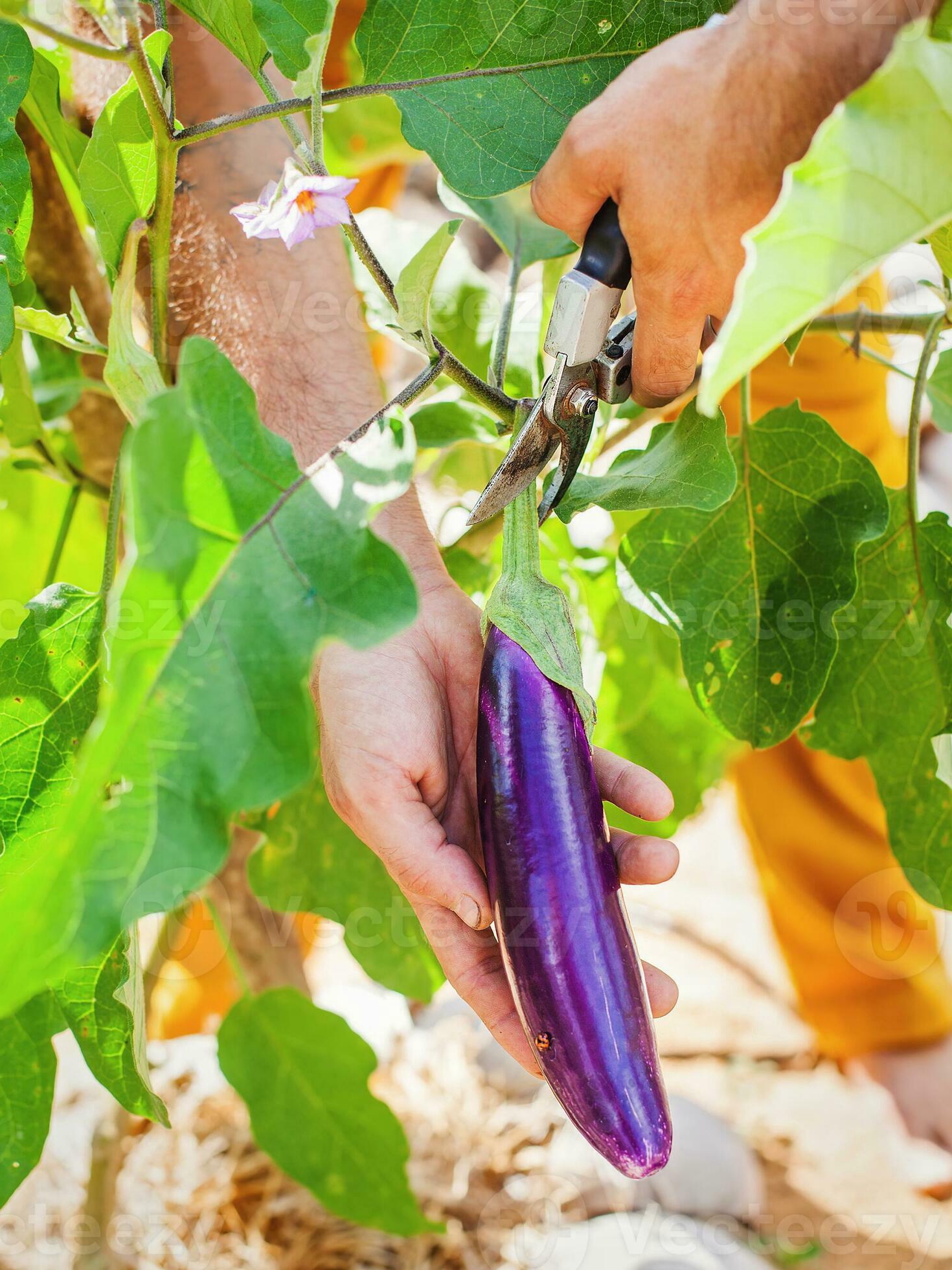 my dad’s giant veggies: old roots, new shoots