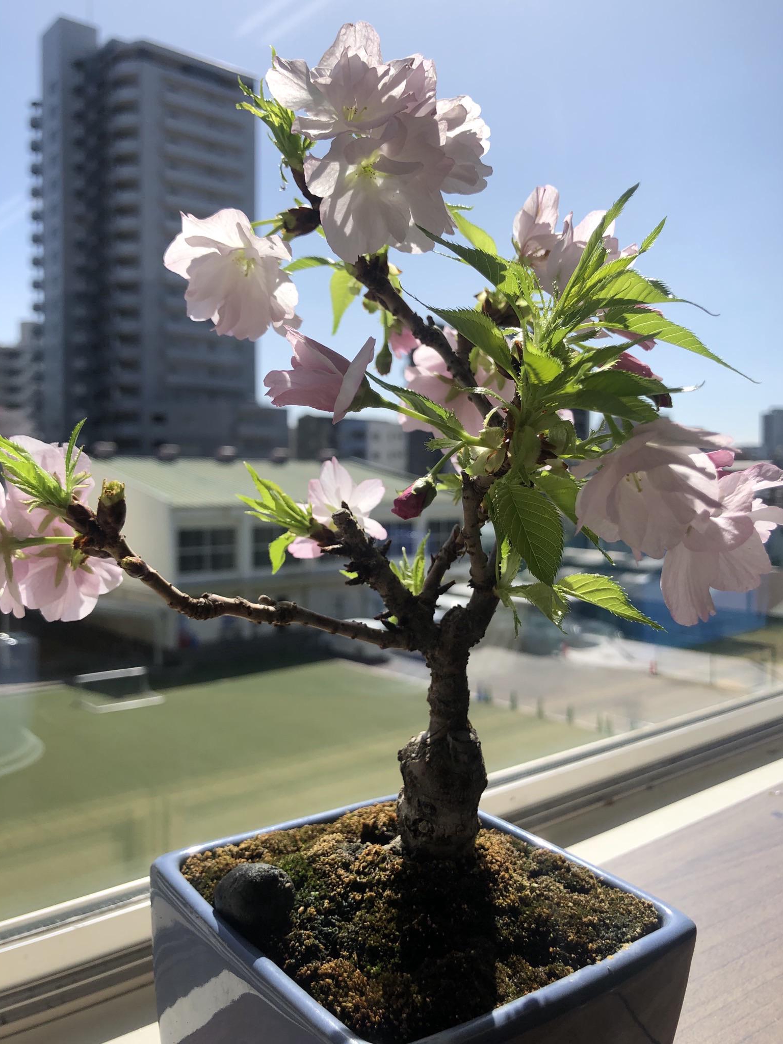 my cherry tree bonsai blooms: old roots, new debates