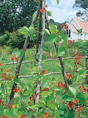 rediscovering scarlet runner beans in my family garden